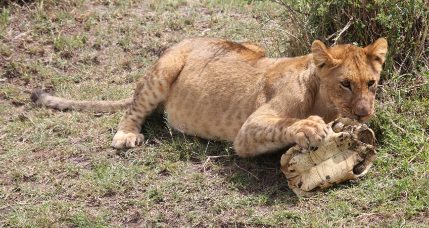 Leopardschildkröte trifft Löwen