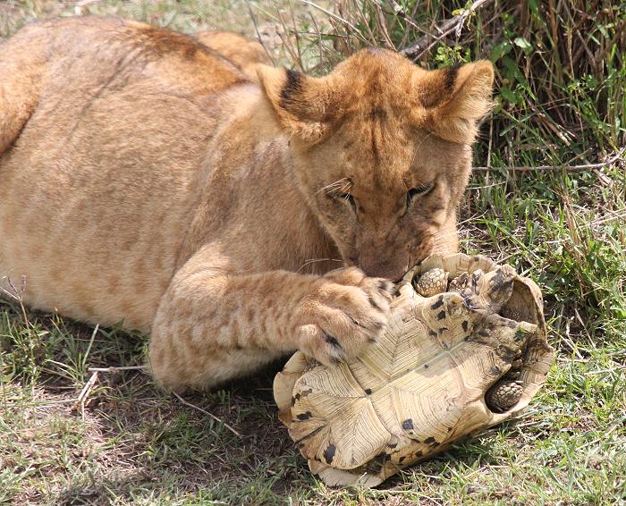 Leopardschildkröte trifft Löwen