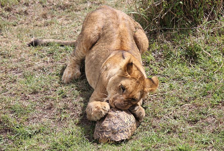 Leopardschildkröte trifft Löwen