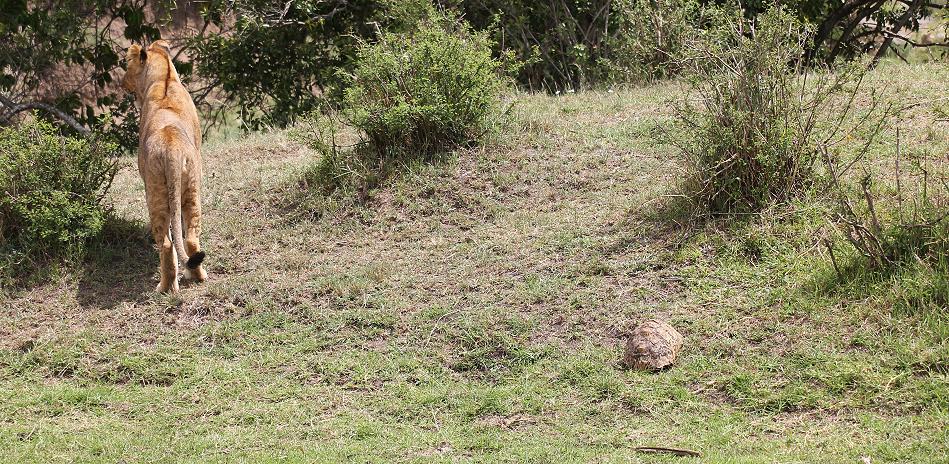 Leopardschildkröte trifft Löwen