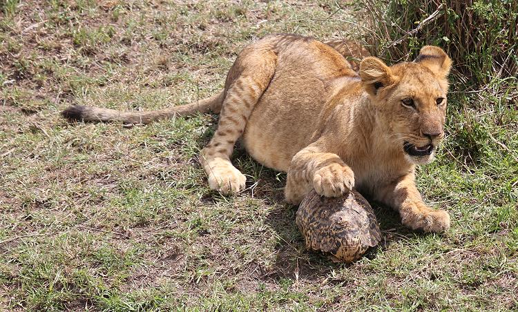 Leopardschildkröte trifft Löwen