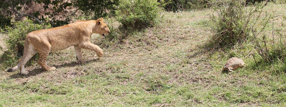 Leopardschildkröte trifft Löwen