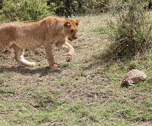 Leopardschildkröte trifft Löwen