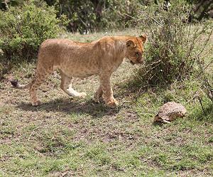 Leopardschildkröte trifft Löwen