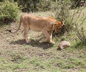 Leopardschildkröte trifft Löwen