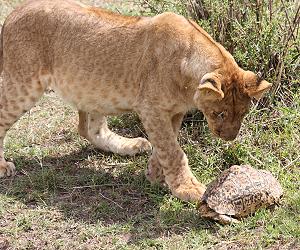 Leopardschildkröte trifft Löwen