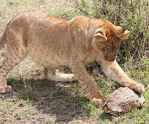 Leopardschildkröte trifft Löwen