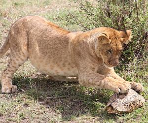 Leopardschildkröte trifft Löwen
