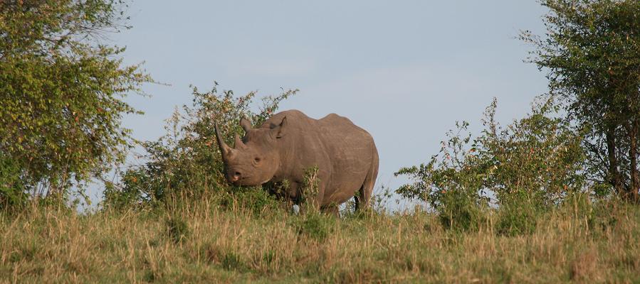 Spitzmaulnashorn, Masai Mara