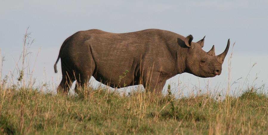 Spitzmaulnashorn, Masai Mara