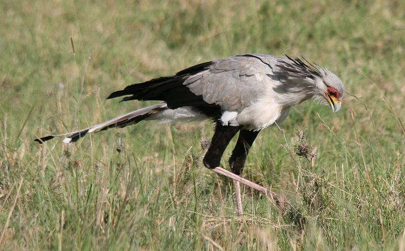 Sekretär frisst Schlange
