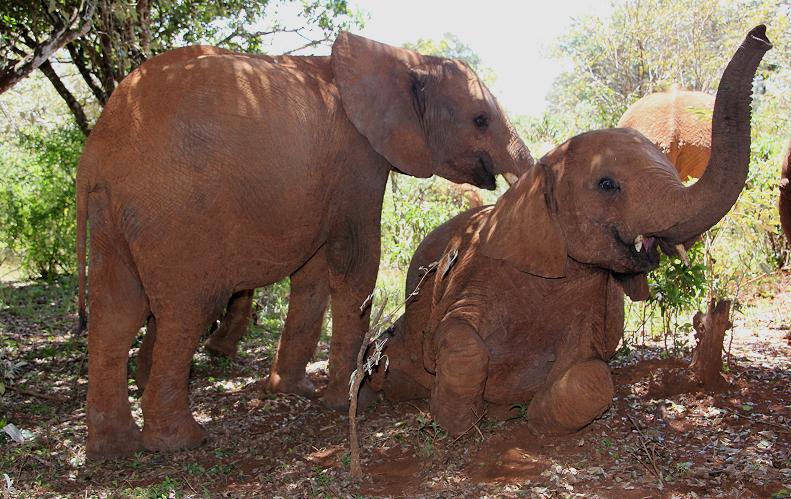 David Sheldrick Wildlife Trust