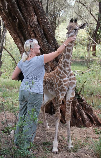 Kili, Masai Giraffe