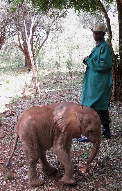 David Sheldrick Wildlife Trust