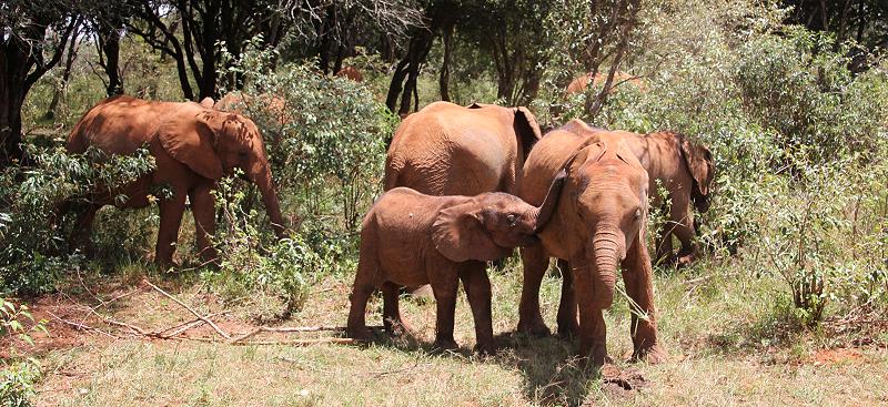 David Sheldrick Wildlife Trust