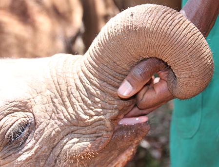 David Sheldrick Wildlife Trust
