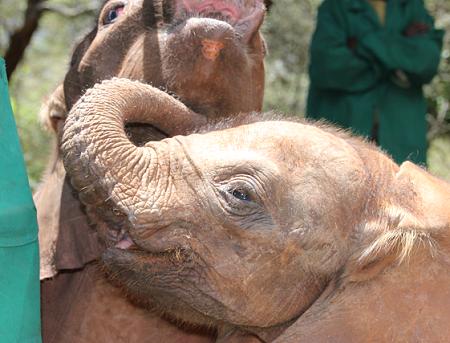 David Sheldrick Wildlife Trust