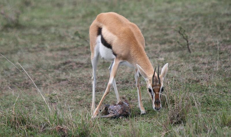 Geburt einer Thomson Gazelle