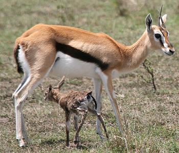 Geburt einer Thomson Gazelle