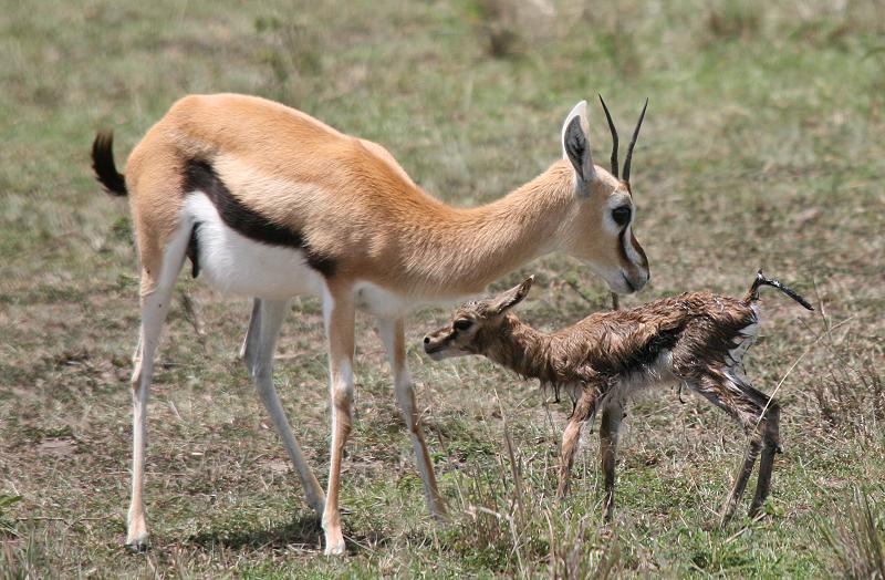 Geburt einer Thomson Gazelle
