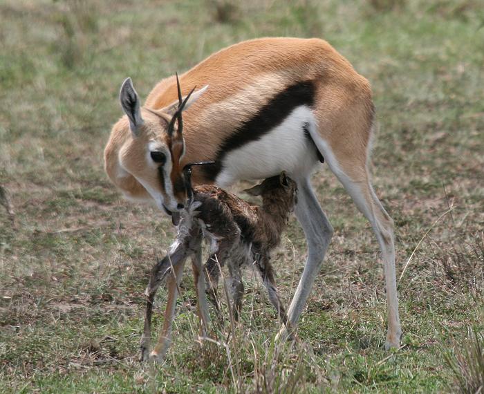 Geburt einer Thomson Gazelle