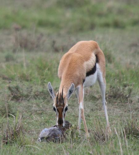 Geburt einer Thomson Gazelle
