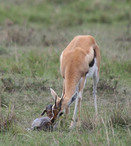 Geburt einer Thomson Gazelle