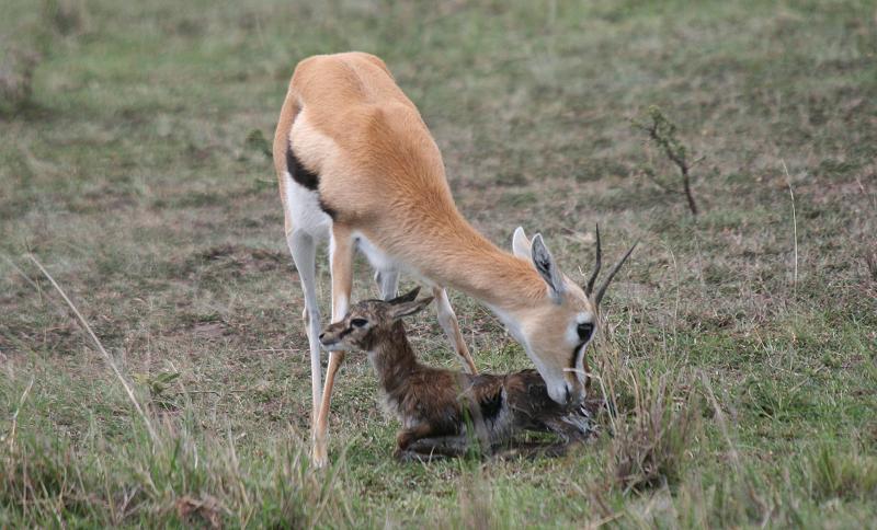 Geburt einer Thomson Gazelle