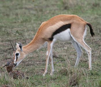 Geburt einer Thomson Gazelle