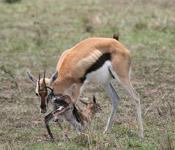 Geburt einer Thomson Gazelle
