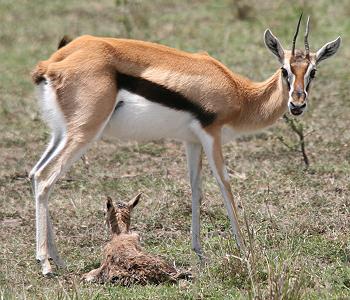 Geburt einer Thomson Gazelle