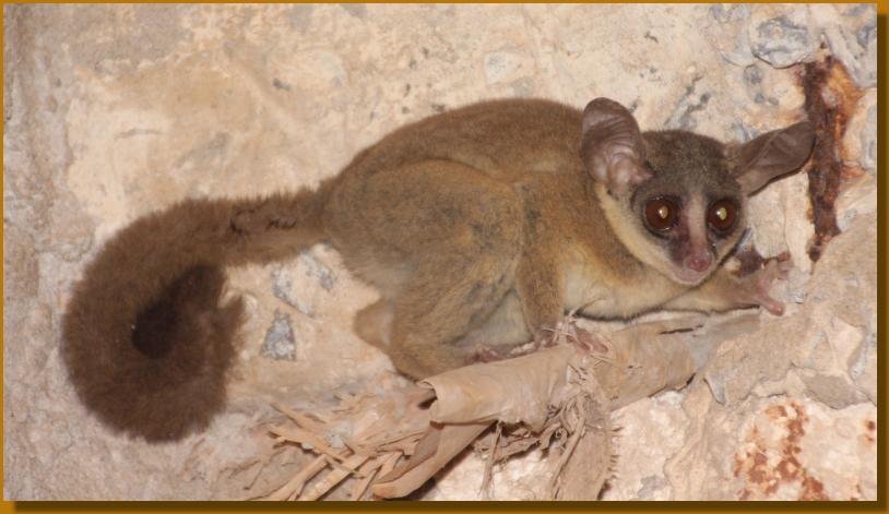 Bushbaby Baby im Boko Boko