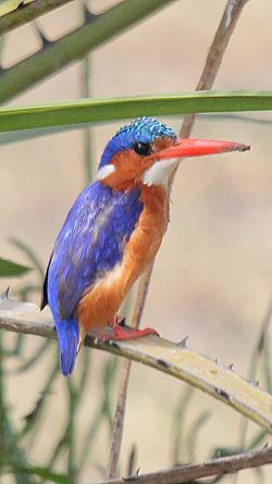 Birding im Selous