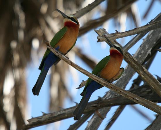 Birding im Selous