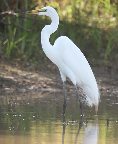 Birding im Selous
