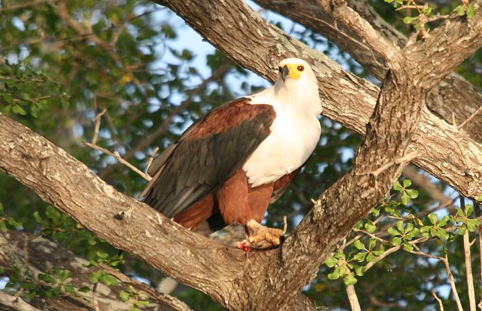 Birding im Selous