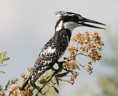 Birding im Selous