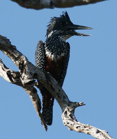 Birding im Selous