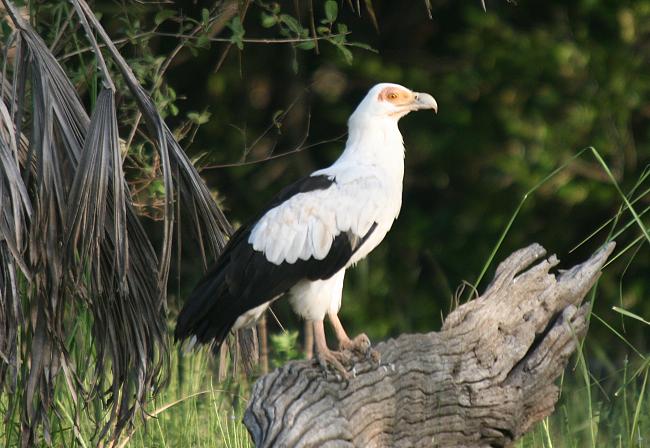 Birding im Selous