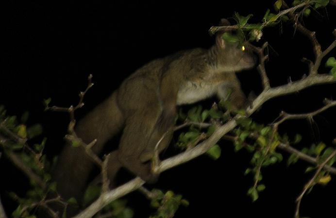Bushbaby im Impala Camp, Selous