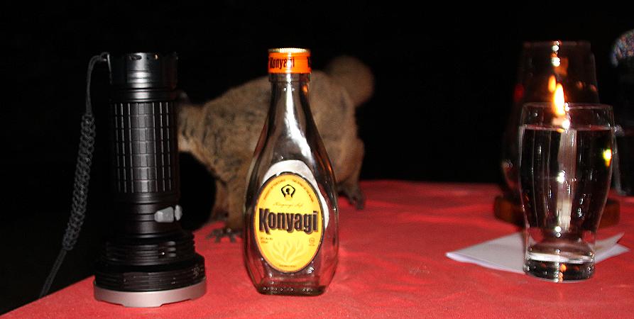 Bushbaby im Impala Camp, Selous