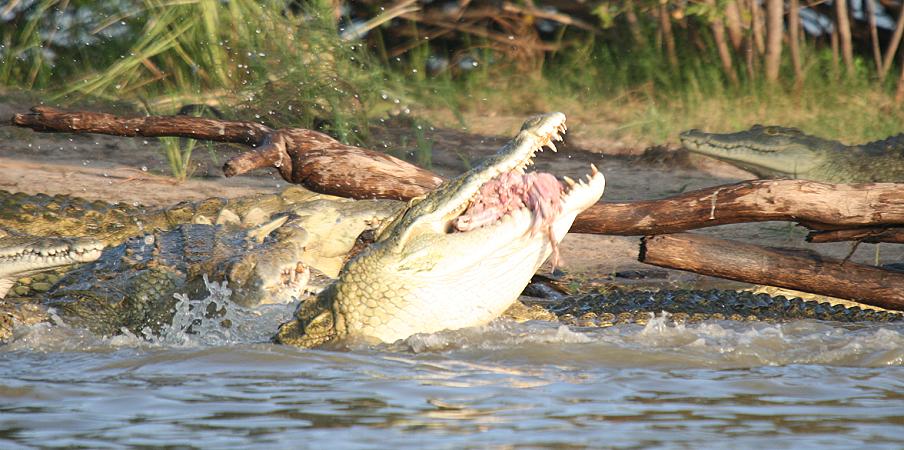 Nilkrokodile fressen Hippo