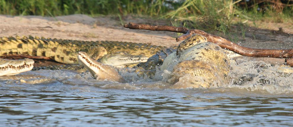 Nilkrokodile fressen Hippo