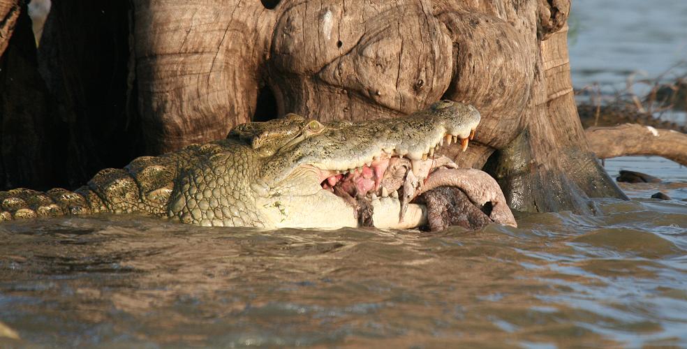 Nilkrokodile fressen Hippo
