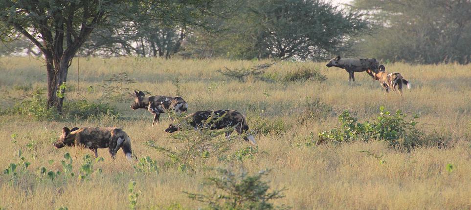 Wildhunde im Selous