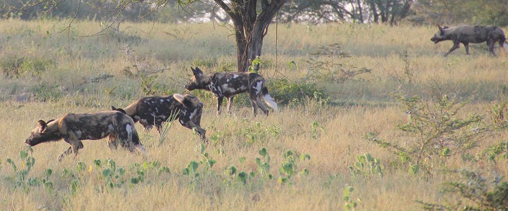 Wildhunde im Selous