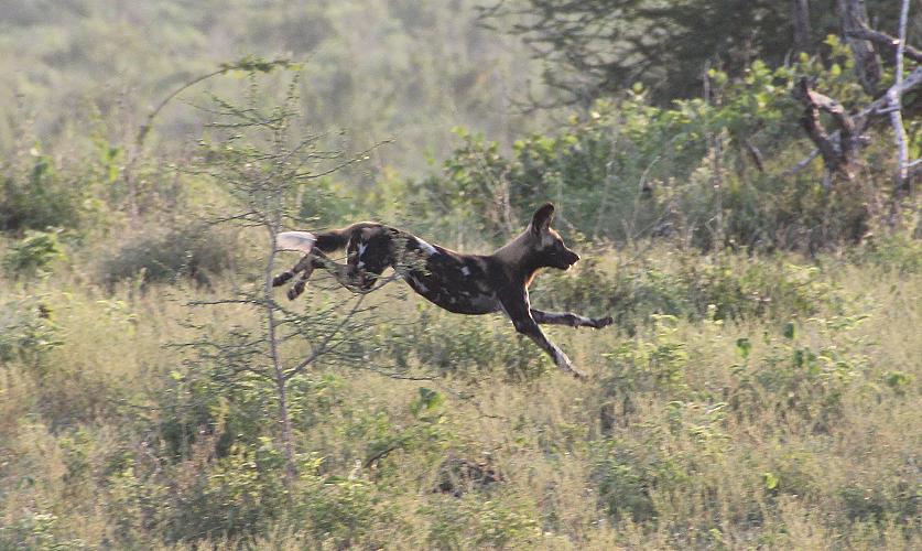 Wildhunde im Selous