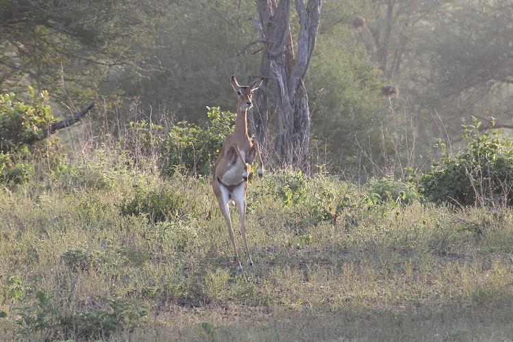 Wildhunde im Selous