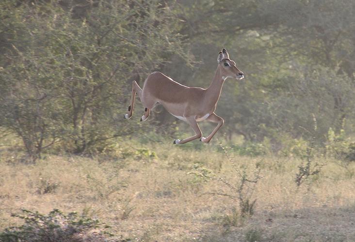 Wildhunde im Selous