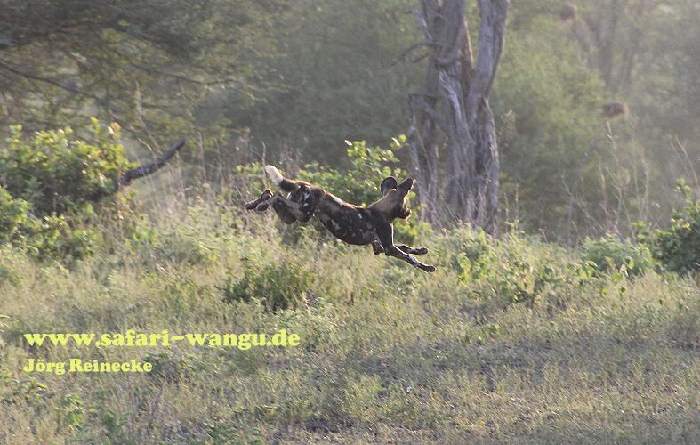 Wildhunde im Selous
